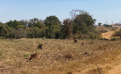Frisch gerodeter Wald zu Umwandlung in ein Feld ©AUCH