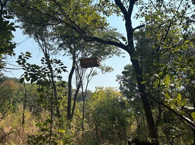 In einem Baum aufgehängte Oberträger-Beute (Top-Bar-Hive) für verbesserte Bienenhaltung. Foto aus Sambia. ©KASOKOTA