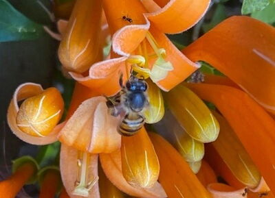 Afrikanische Honigbiene (Apis mellifera scutellata) auf einer Blüte ©AUCH